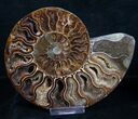 / Inch Split Ammonite Pair #4394-1